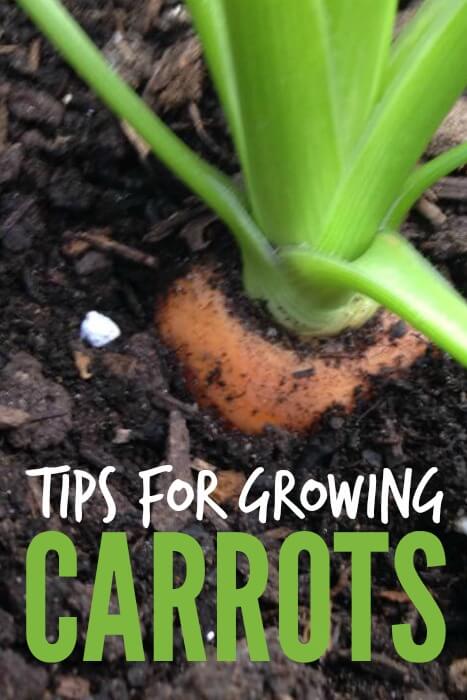 12 Garden Decor Tips And Garden Hacks To Turn You Into A Gardening Expert