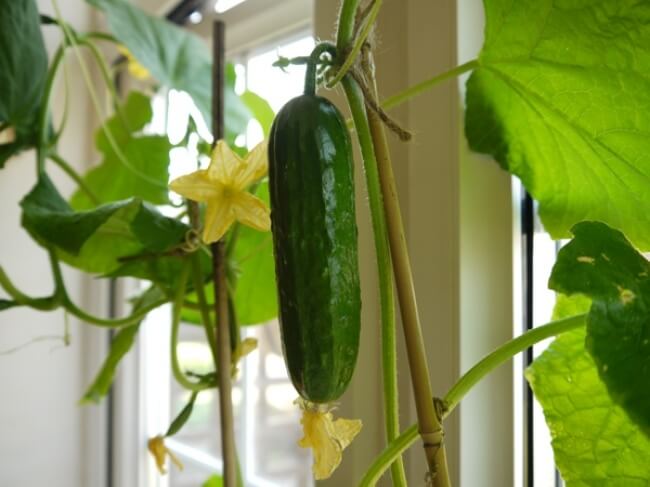12 Awesome Vegetables That Are Perfect For Your Indoor Garden