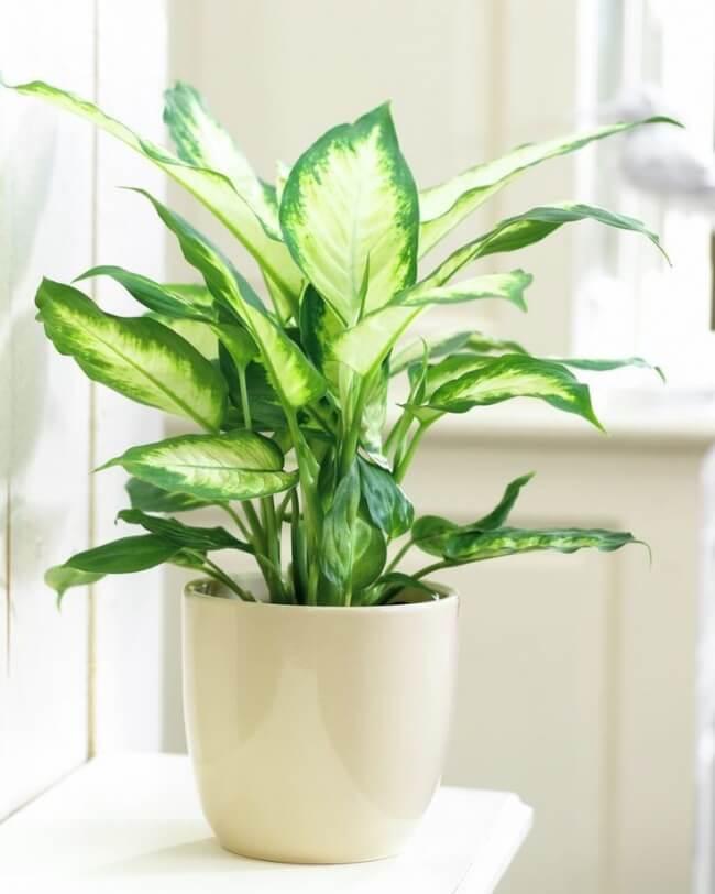Best indoor plants that can survive even the darkest corner
