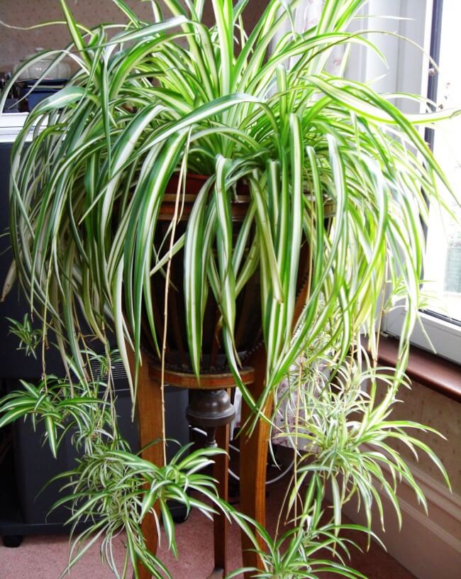 Best indoor plants that can survive even the darkest corner