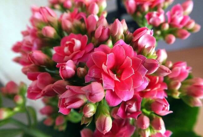 The Best Undemanding Outdoor and Indoor Plants for Busy People,Kalanchoe