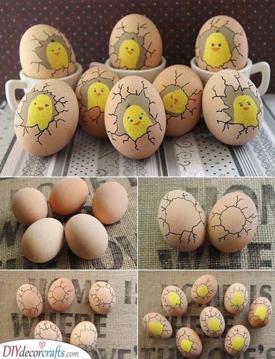 Hatching Eggs - Baby Chicks