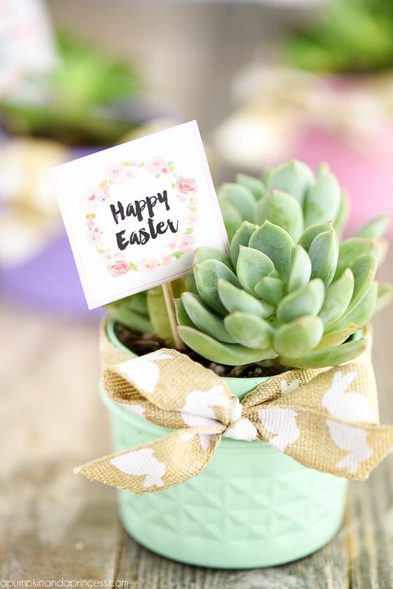 Adorable Succulents - Cute Easter Gifts for Adults