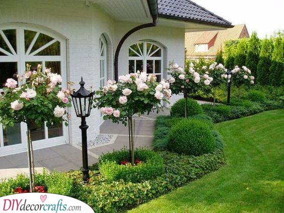 Romantic Roses - Front Yard Landscaping Ideas on a Budget