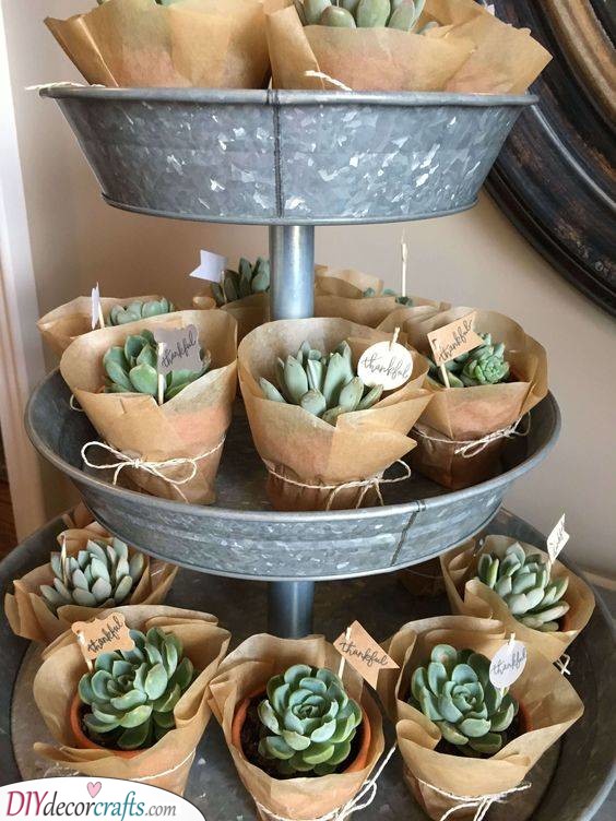 Grateful Succulents - Cute Baby Shower Gift Ideas for Guests